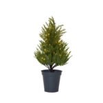 Tree Coniferous